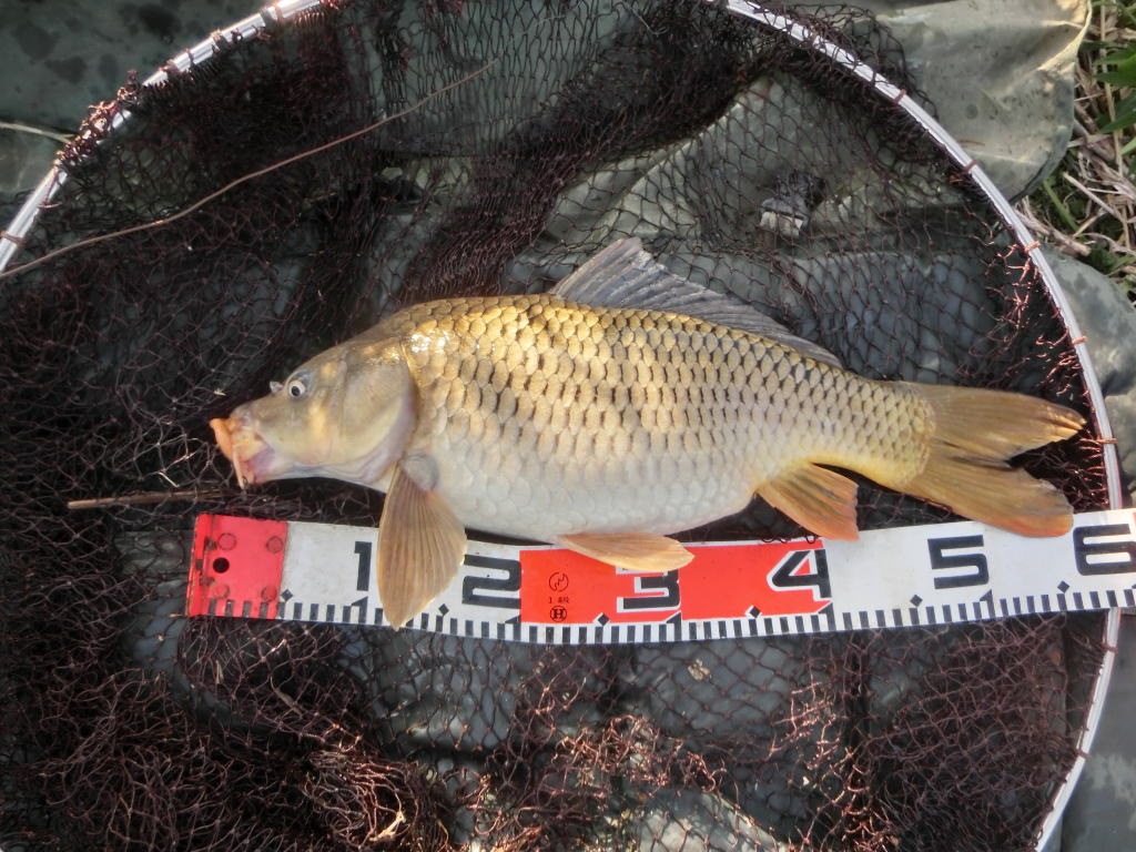 北海道の鯉釣り日記2024年 15年目の正直