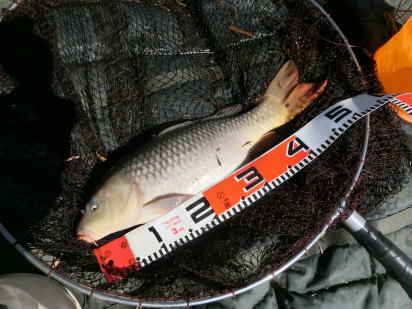 北海道の鯉釣り日記 24年5月15日～16日